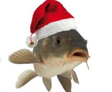 Karp -sprzedaż, świeża rybka na świąteczny stół i nie tylko.