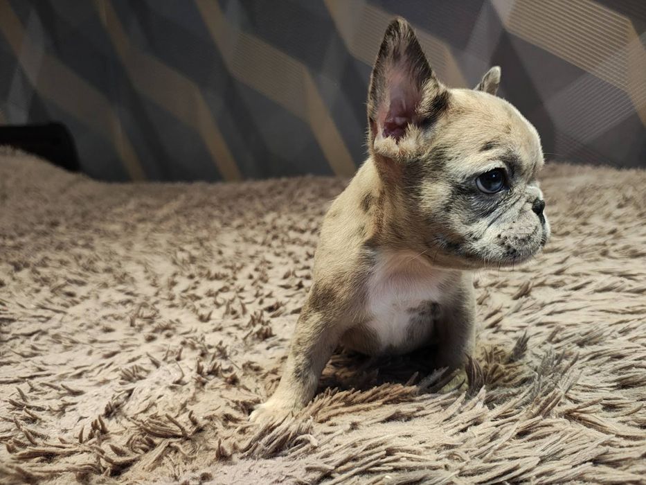 французький бульдог цуценята