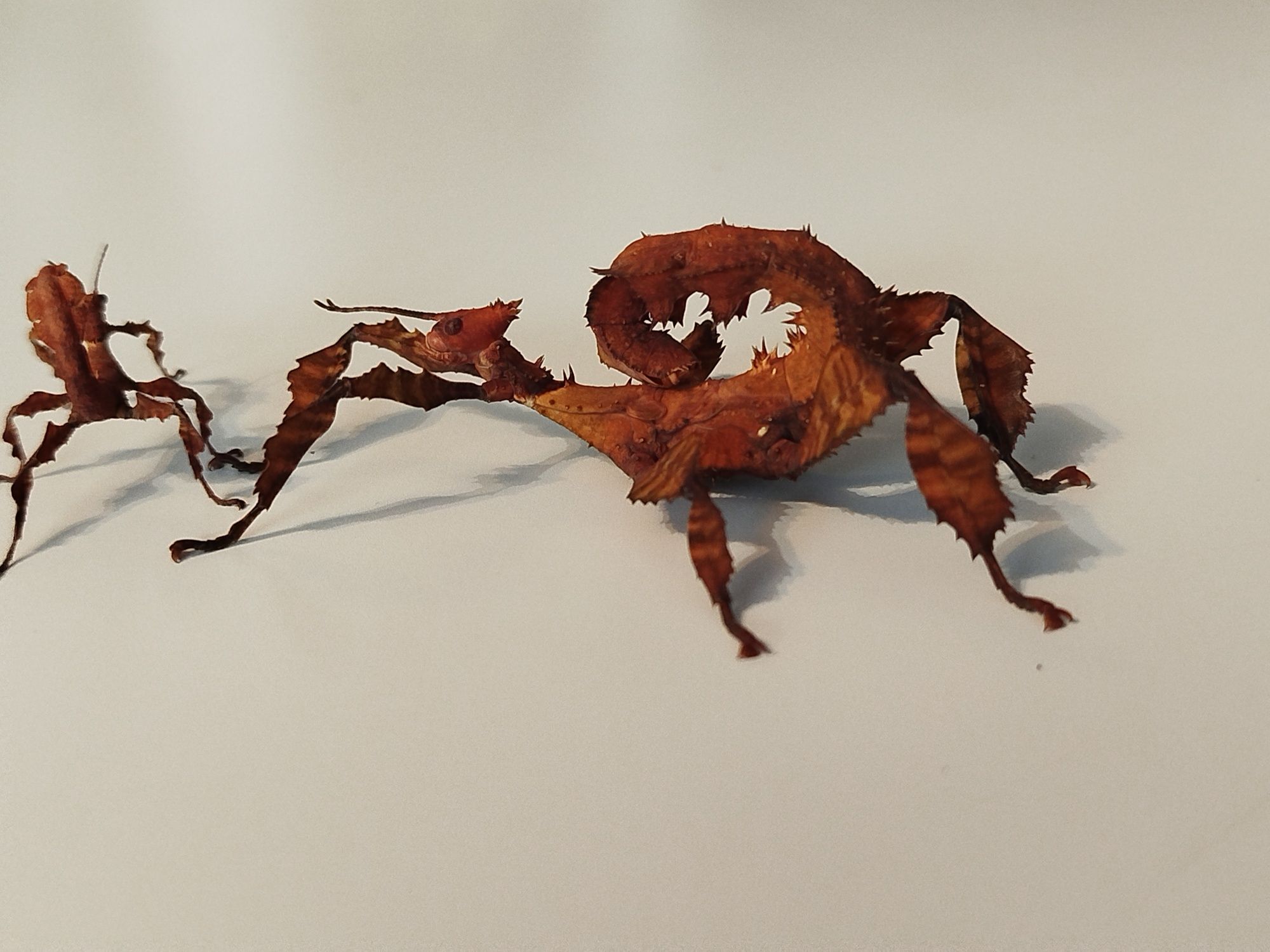 Straszyki australijskie