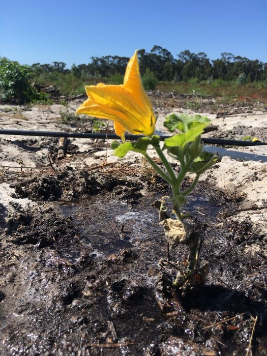 Terreno agricola 6Ha