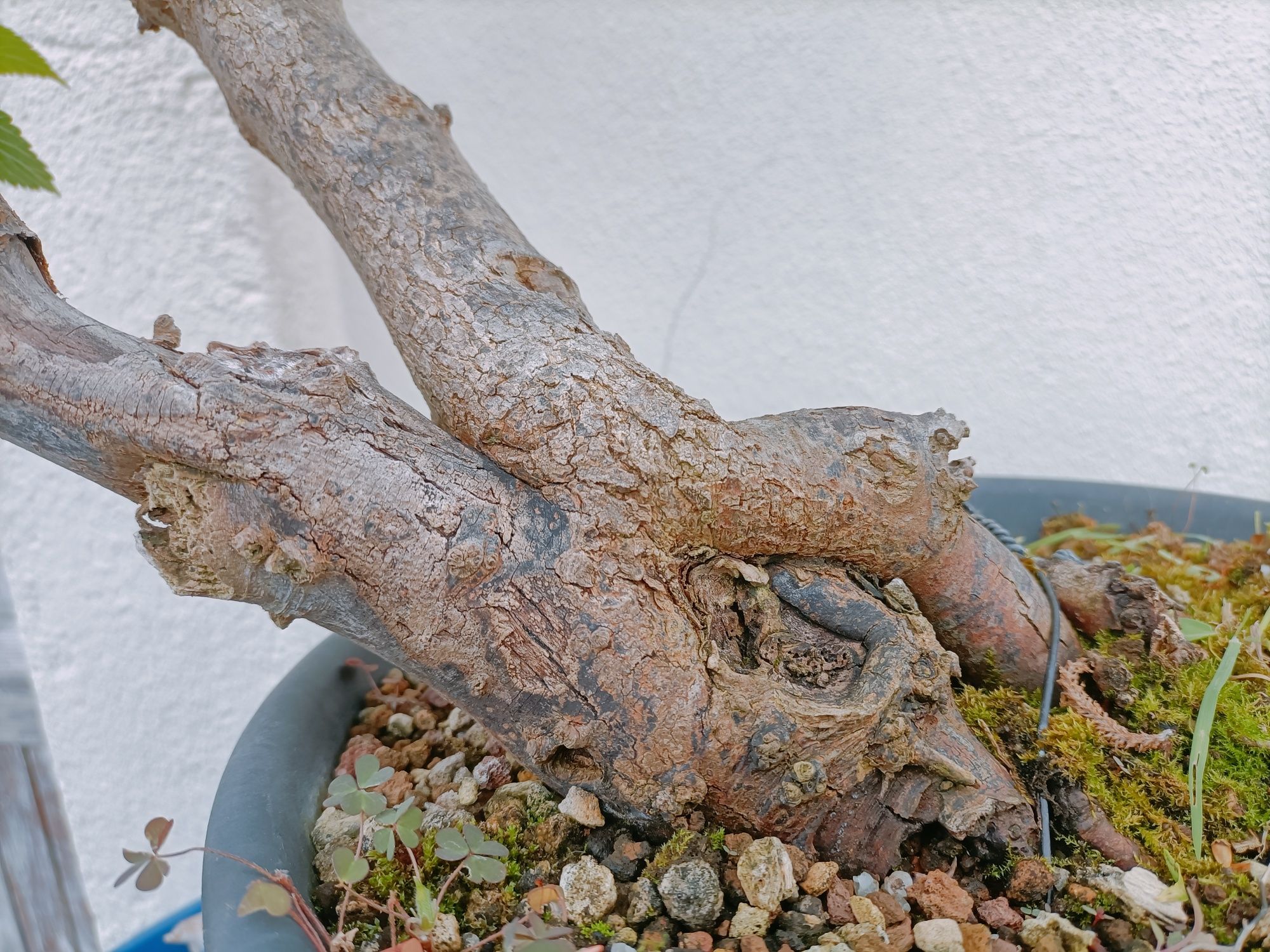 Amoreira pré Bonsai