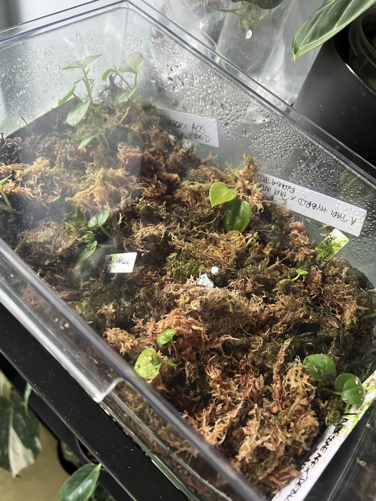 Wymiana Anthurium Anthuria siewka siewki AOS Dressleri Papillilaminum