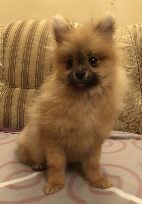 Девчушка    шпиц