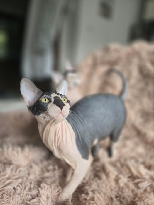 WCF DON Sphynx kotek