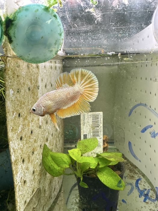 Macho betta splendens