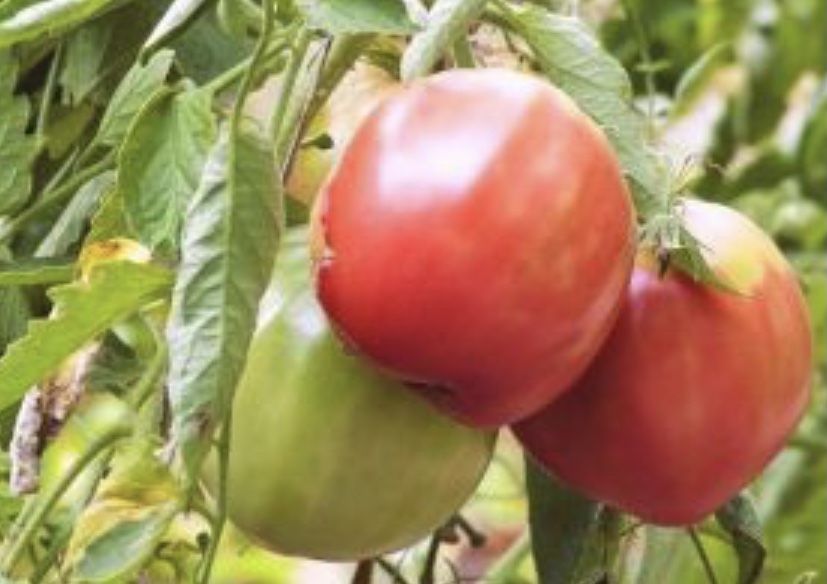 Pomidor malinowy olbrzym sadzonka