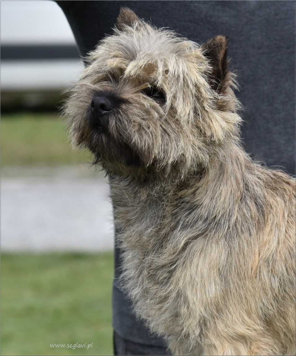 Cairn Terrier - rodowodowy (ZKwP/FCI) piesek po imporcie ze Szwecji