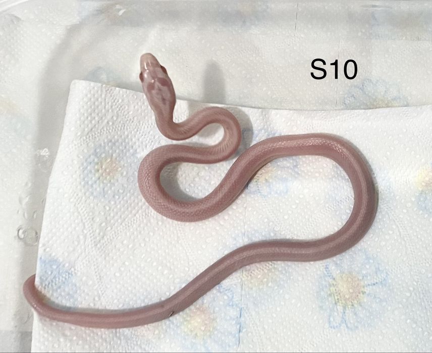 Wąż zbożowy Amel / Cinder / Snow / Pied / box + akceosora