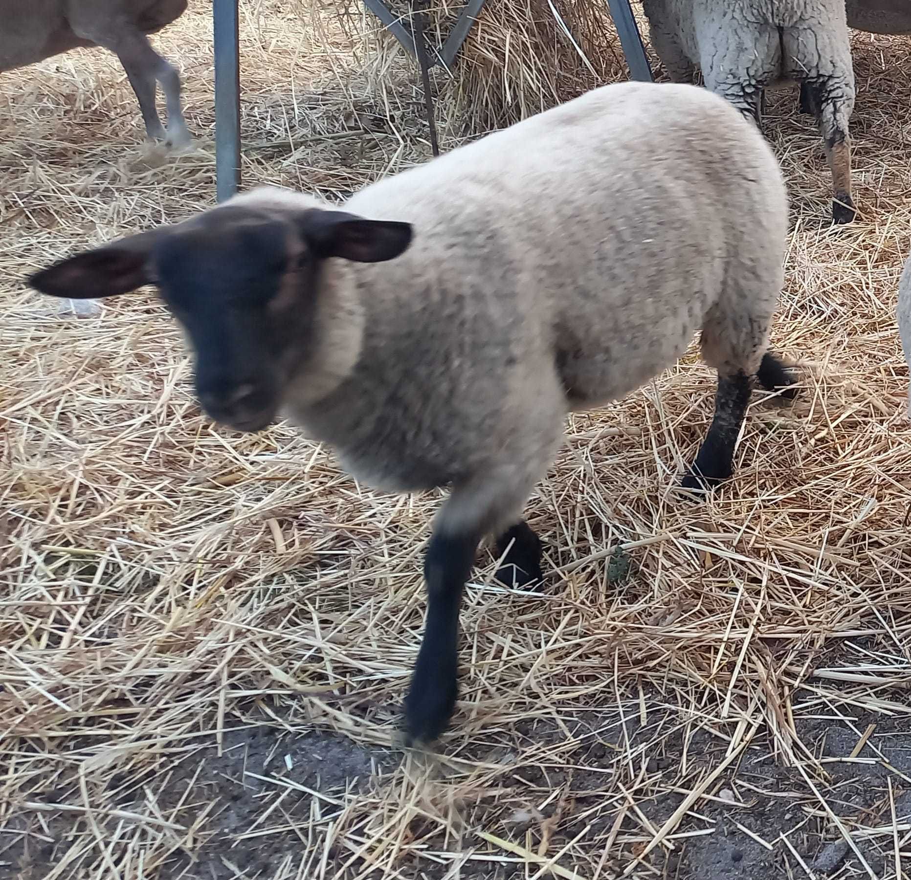 Borrega cruzada Suffolk 3 meses