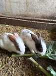 Coelhos caseiros