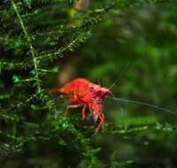 Camarão Neocaridina Fire Red