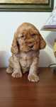 Cocker spaniel angielski
