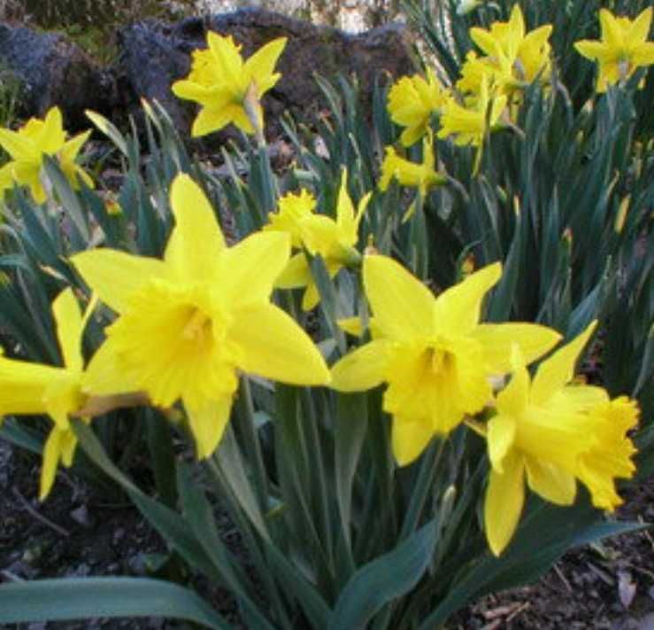 Bolbos de narcisos amarelos