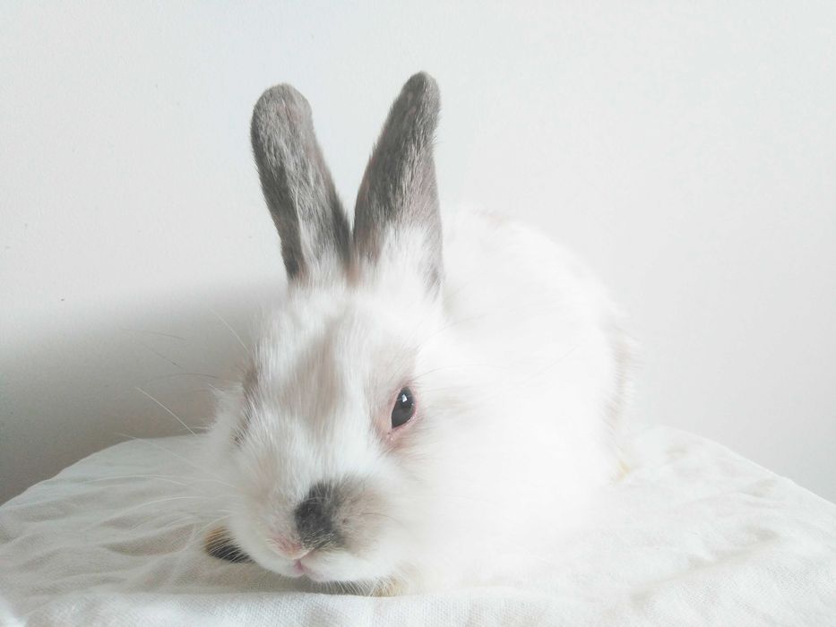 Роскошные миниатюрные Нидерландские карликовые крольчата, кролики