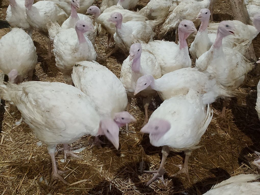 Indyki indyczki i inny drób