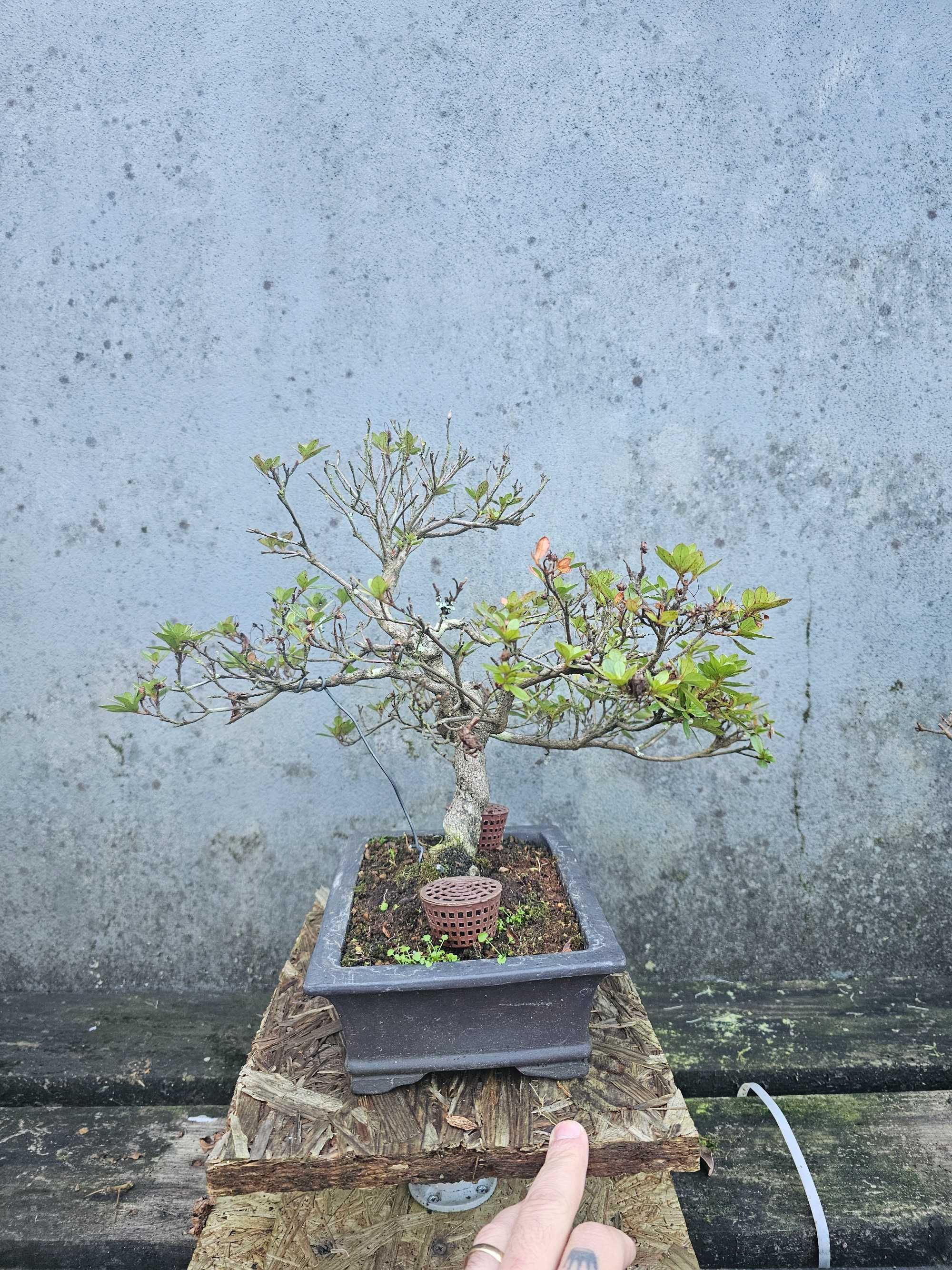 Bonsai de azalea