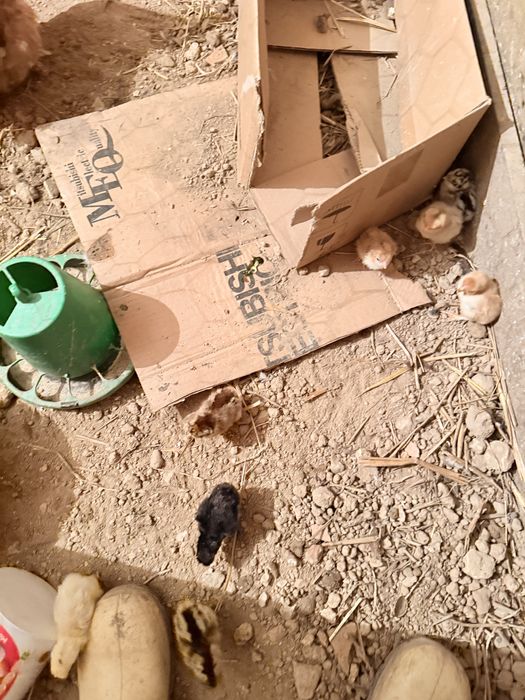 Aves capoeira pintos