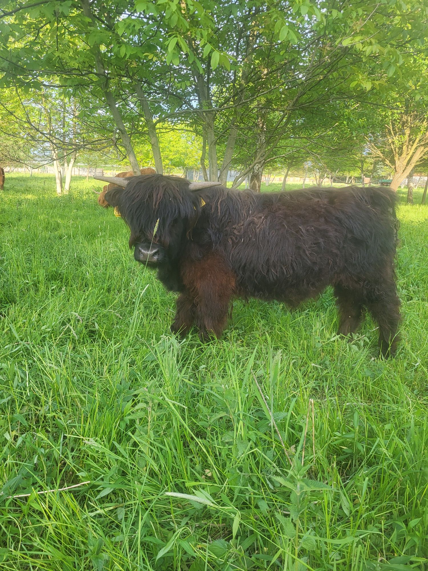 Highland cattle byk