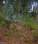 Terreno  para venda