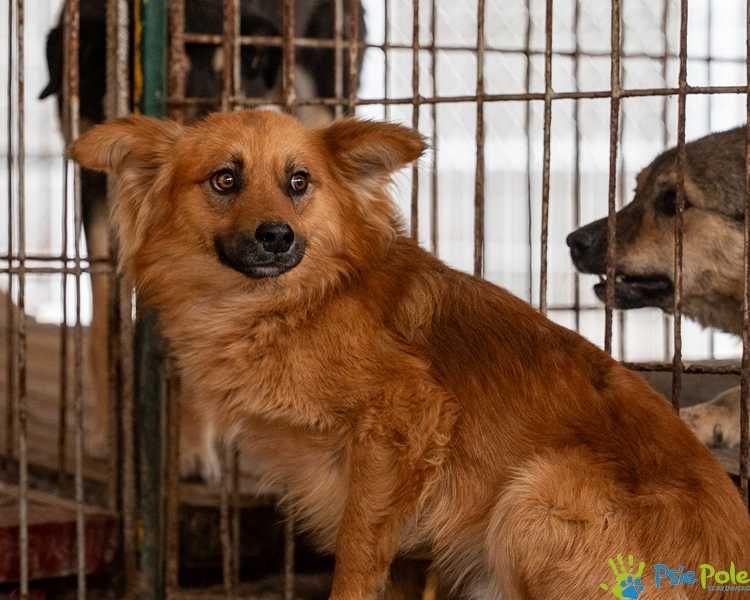 Rudy, puszysty Messi szuka domu