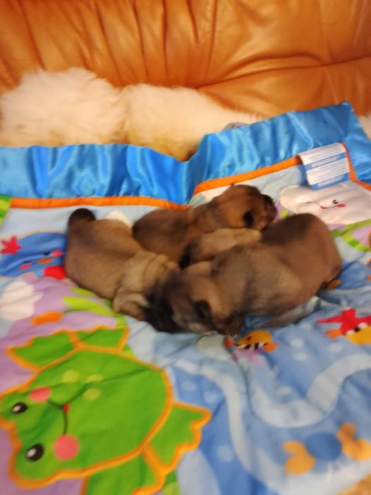 Ruda Potężna Suczka Chow Chow z Rodowodem Szczeniaczek