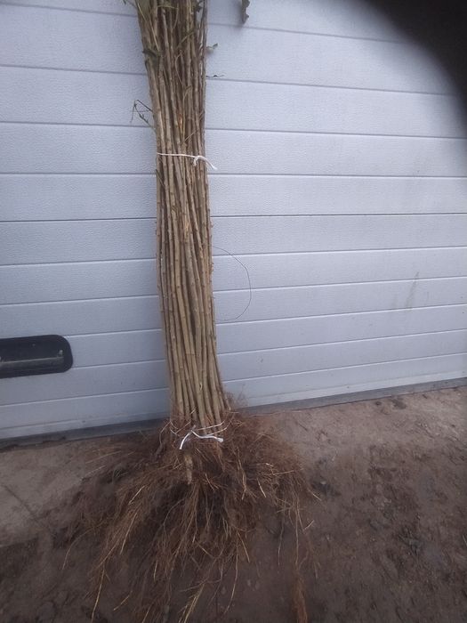 Szkółka drzewek owocowych