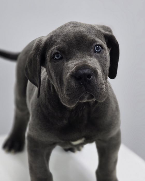 Cane corso italiano
