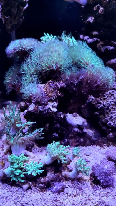 Akwarium morskie . Likwidacja . Całe życie. Koralowiec