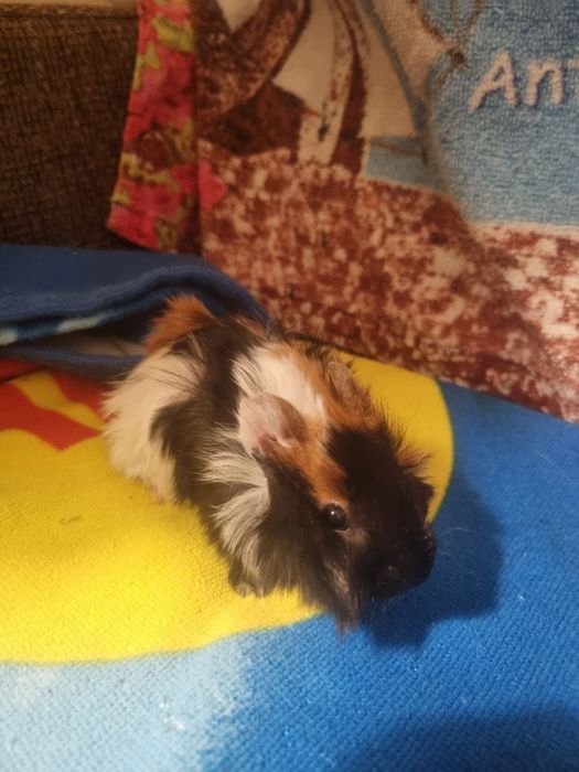 Świnki Morskie Samczyk