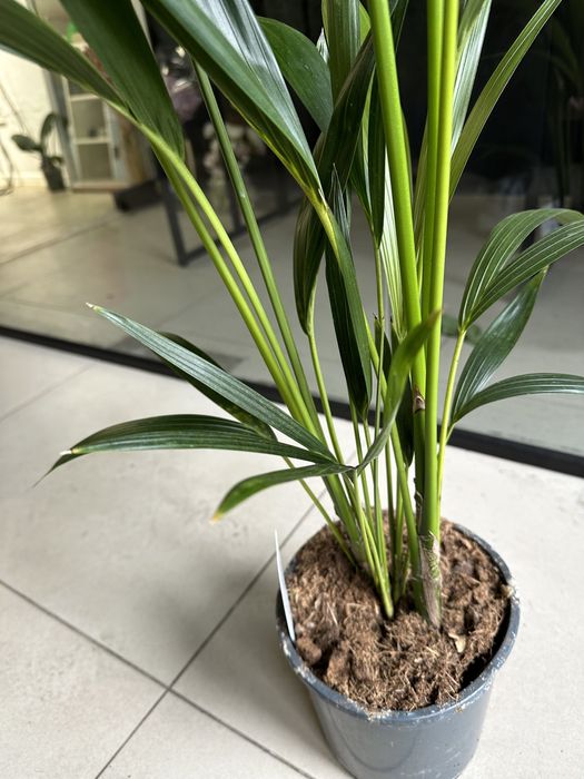 Пальма Ховея h120 см