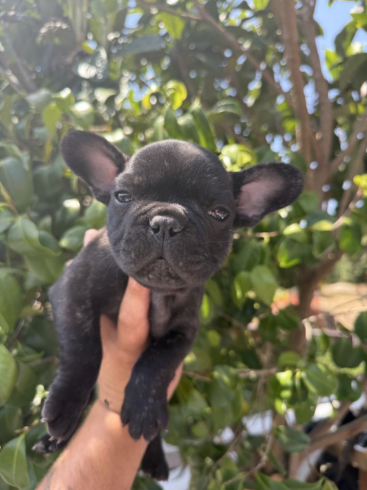 Buldogue Frances Menino