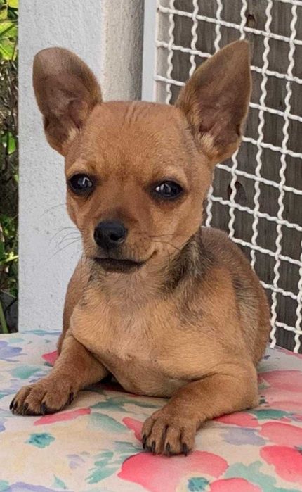 Doação de 3 cadelinhas de porte pequeno