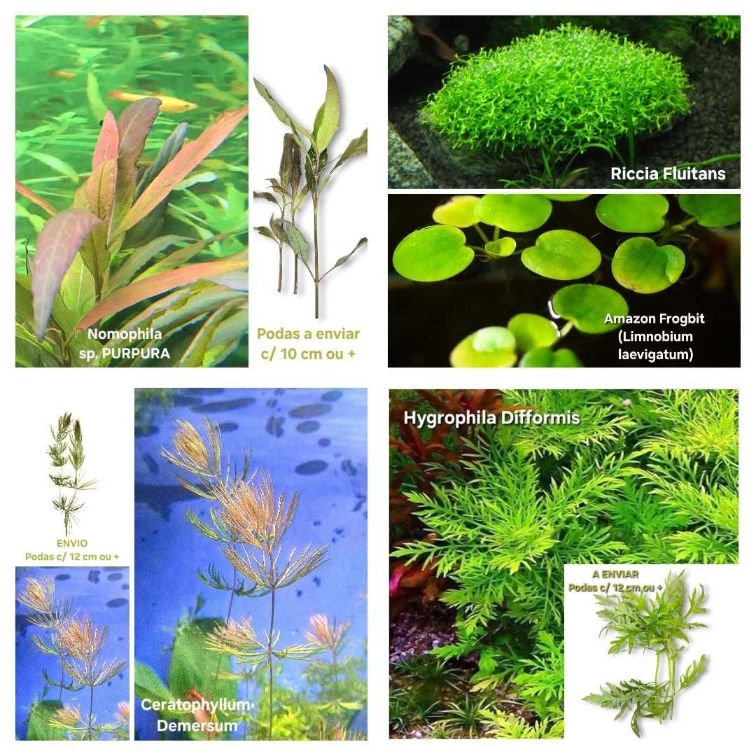 Pack 30 plantas Aquário - 7 espécies manutenção fácil