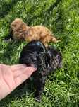 Cavapoo f1b piesek  mini czarny