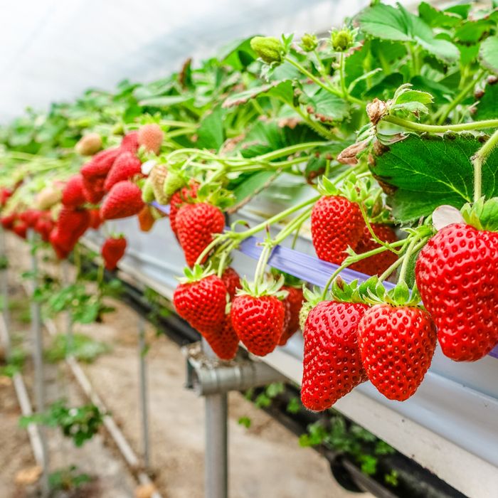 Hidroponia - Nutrientes Frutos Fase Frutificação - Loja Oficial