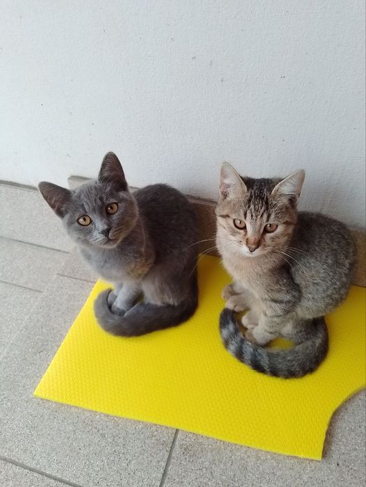 Котики чекають на дбайливого господаря