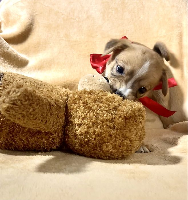 Врятована дівчинка шукає родину