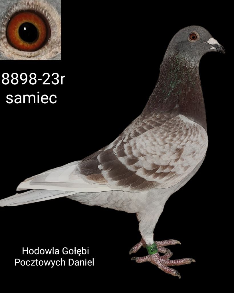 Gołębie pocztowe samiec 2023r