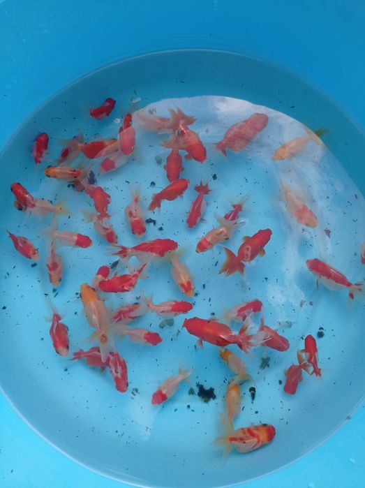 Kinguios orandas goldfish mistos