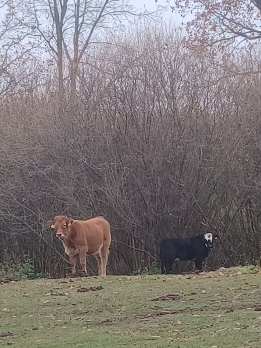 Sprzedam jałówki i dwa beczki