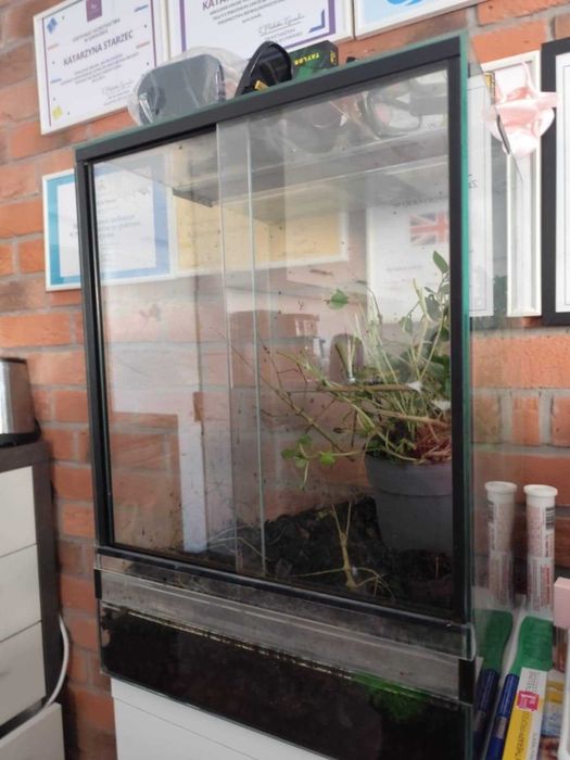Terrarium szklane idealne dla patyczaków