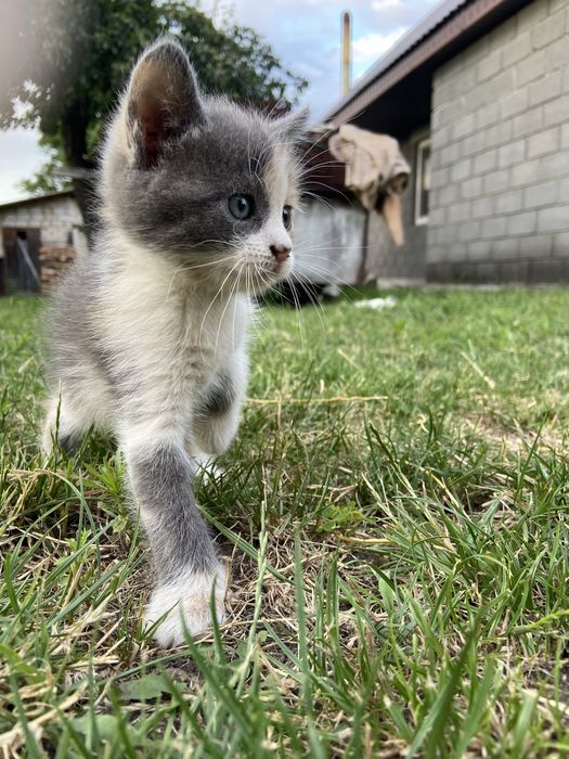 Кошенятка безкоштовно