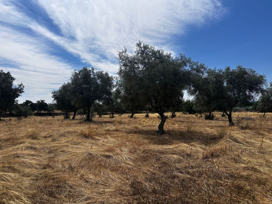 Terreno Rústico 2.132ha Zebreira para Agricultura e Criação de Gado