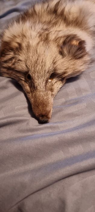 naturalny kołnierz z futra lisa polarnego