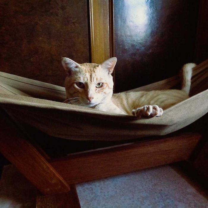 Cama De "Rede" Para Gato