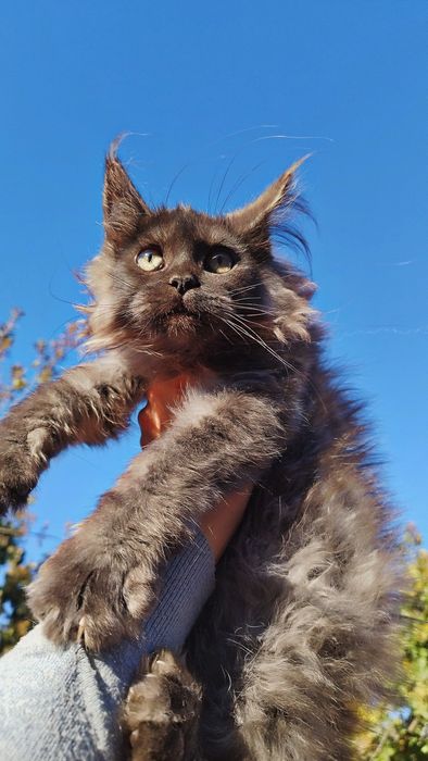 Черный дым Мейн-кун