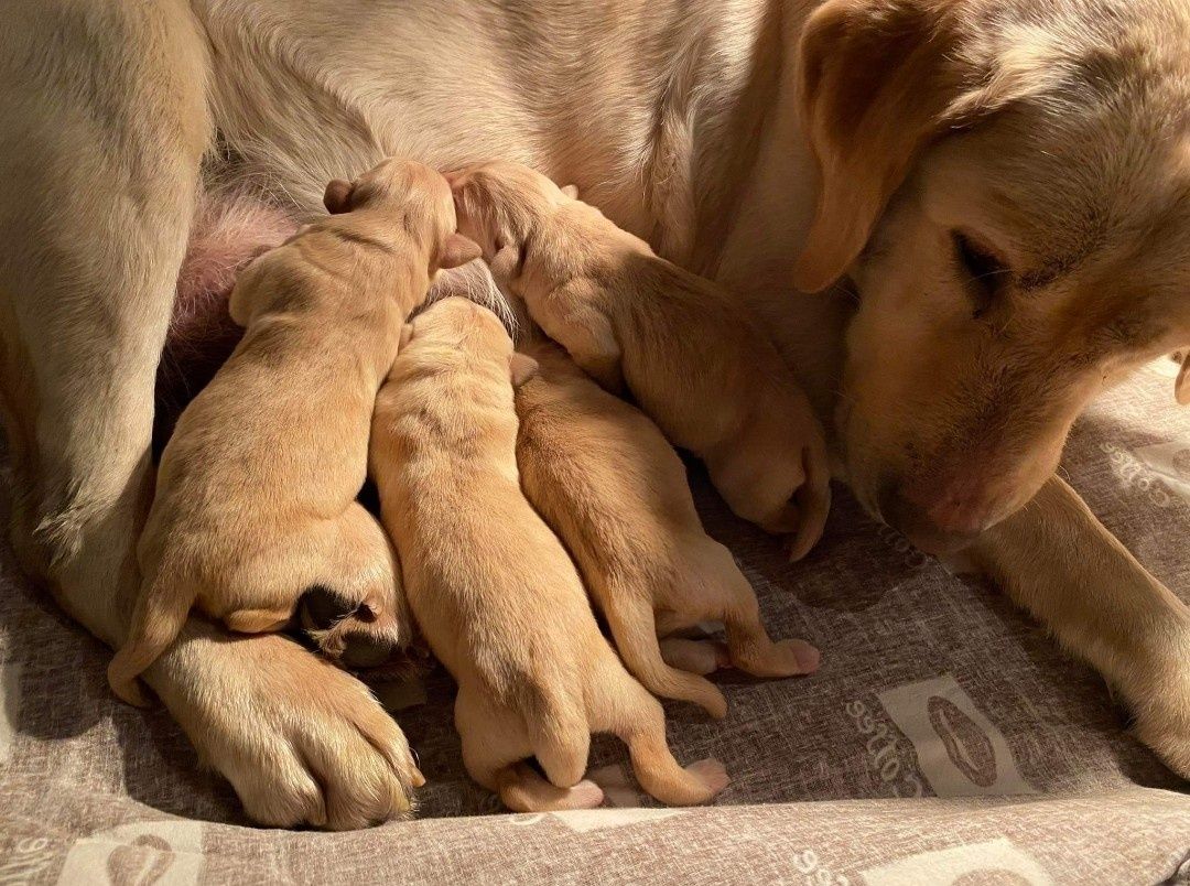 Labrador szczeniak samiec