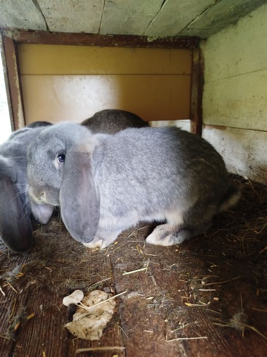 Króliki Baran francuski