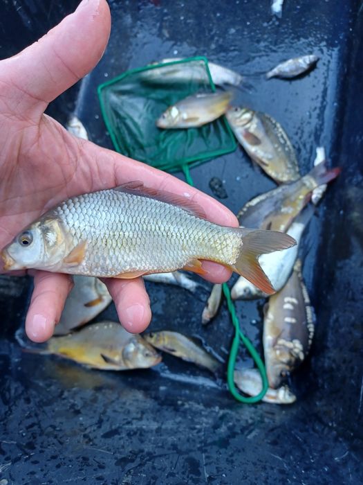 Karp narybek/kroczek.  Lin , Amur , Tołpyga  , Jesiotr.