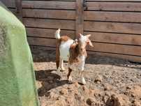 Cabrito cruzado de Boer